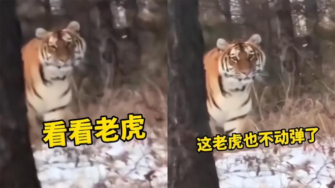 东北虎完达山1号再现身，那只网红大猫的故事又有了新篇章